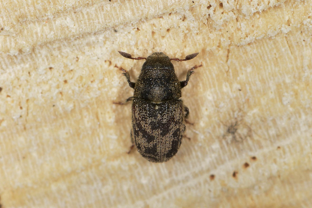 Hylesinus fraxini?